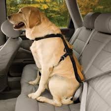 Car safety harness L