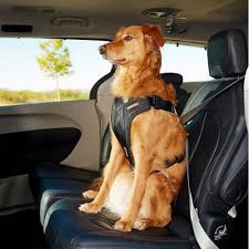 car safety harness L